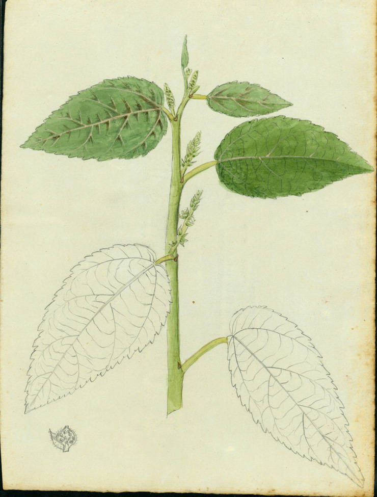 Acalypha portoricensis
