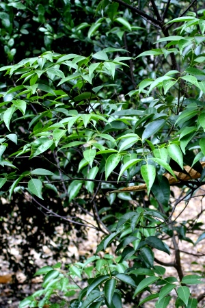 Amyris balsamifera
