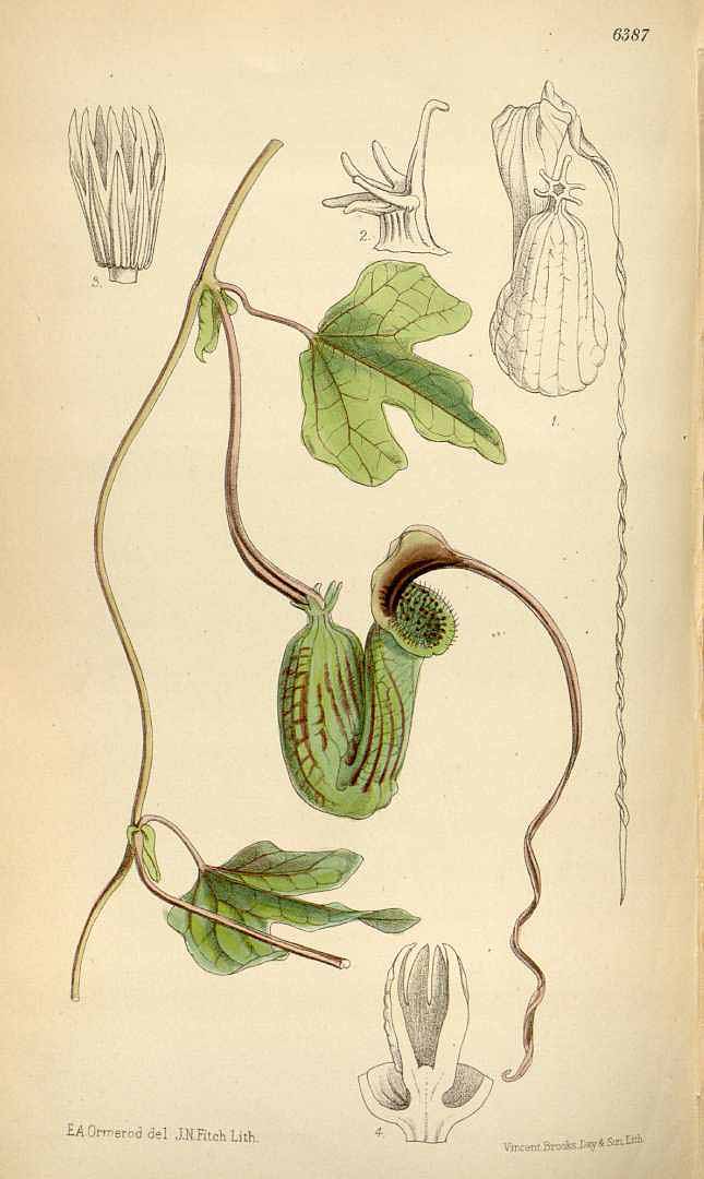 Aristolochia trilobata