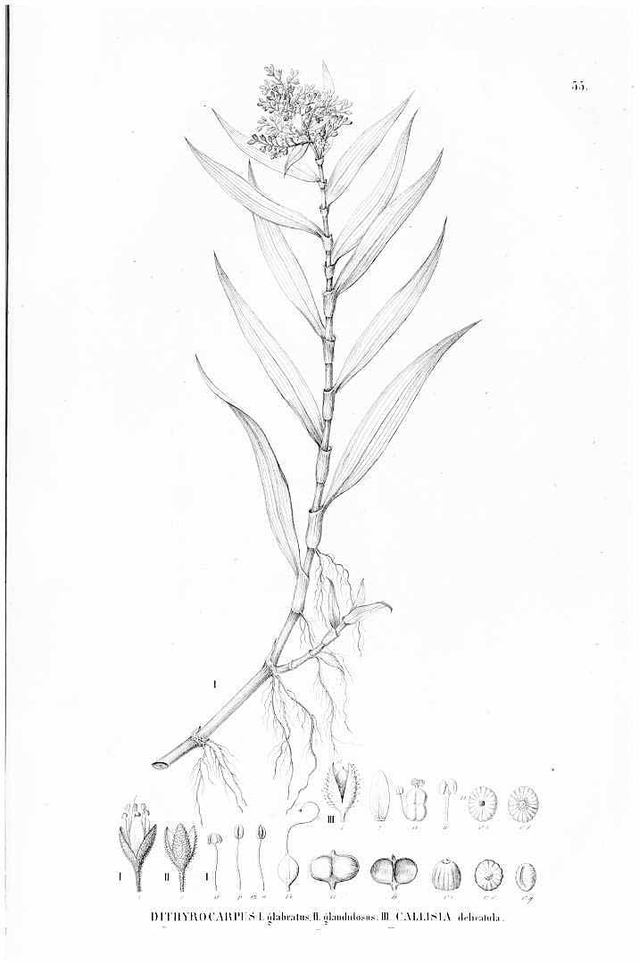 Callisia monandra