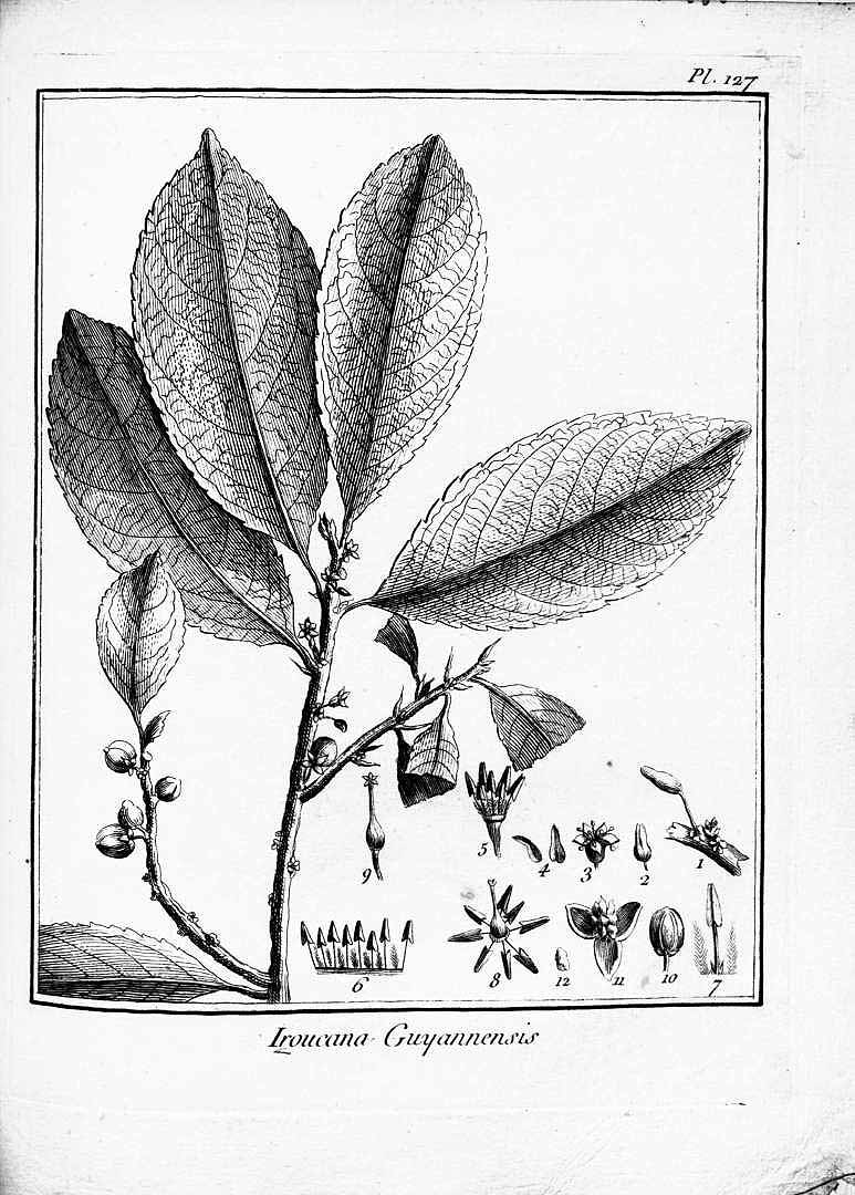 Casearia guianensis