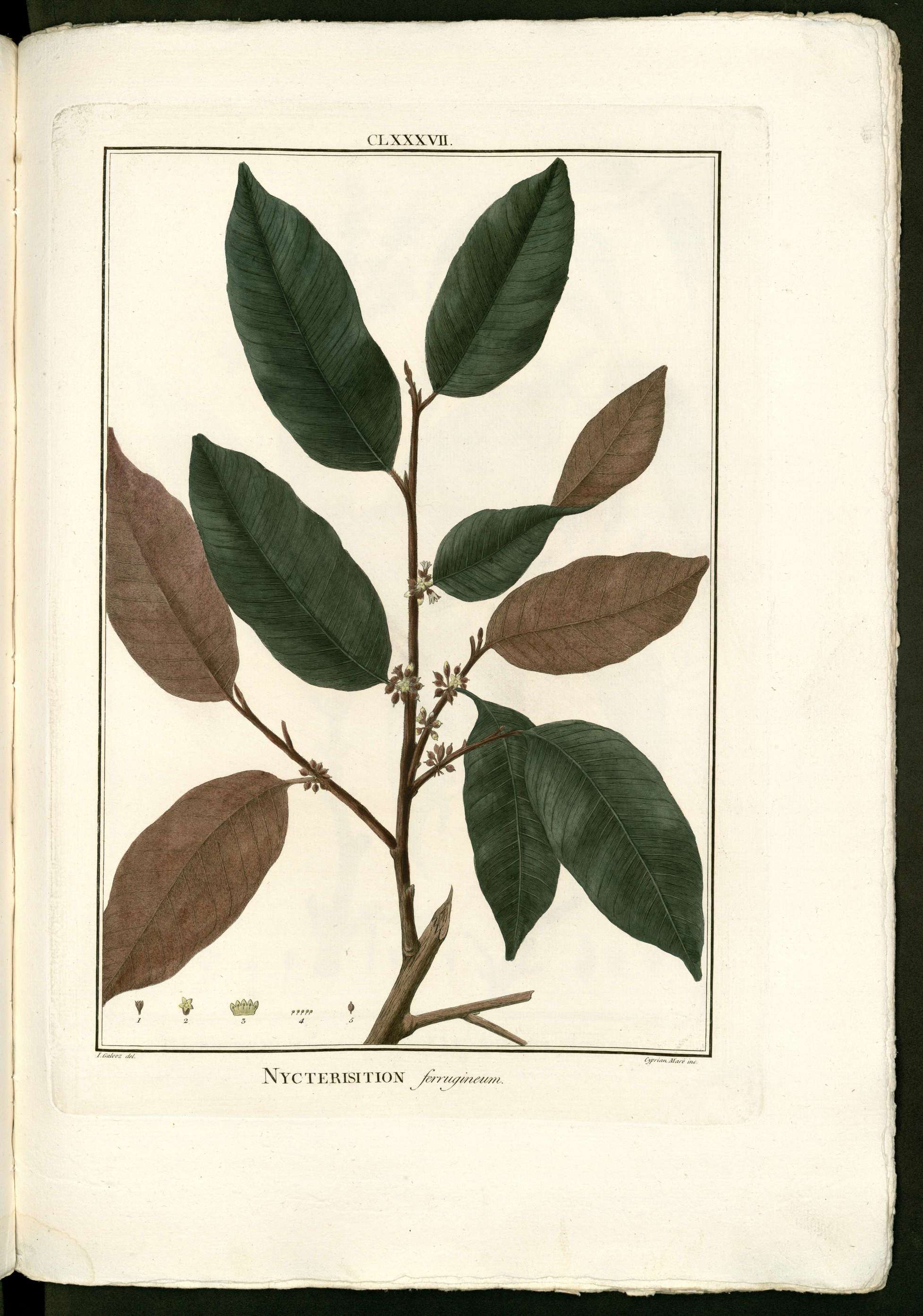Chrysophyllum argenteum