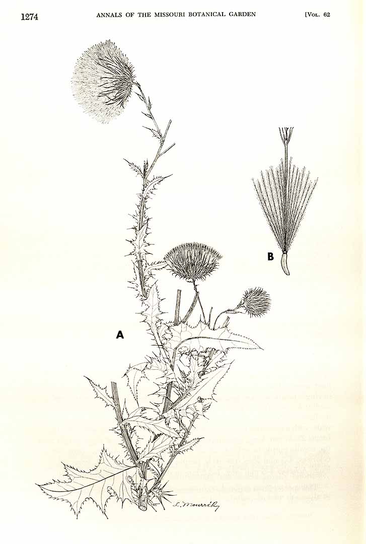 Cirsium mexicanum