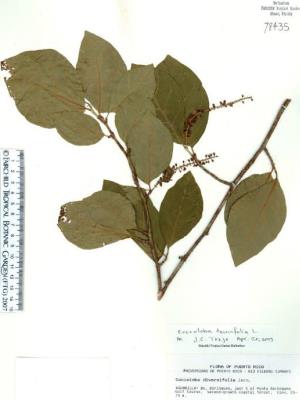 Coccoloba tenuifolia