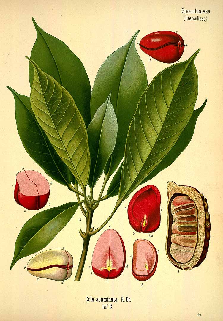 Cola acuminata