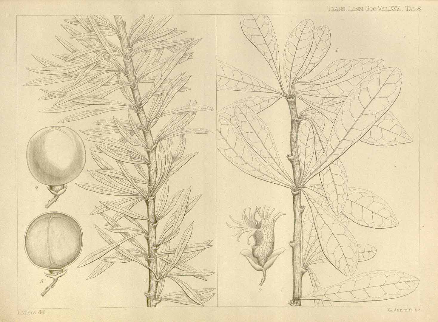 Crescentia linearifolia