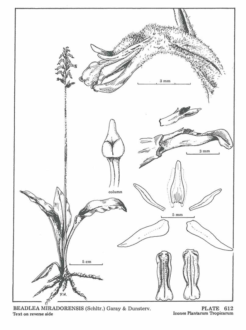 Cyclopogon miradorensis