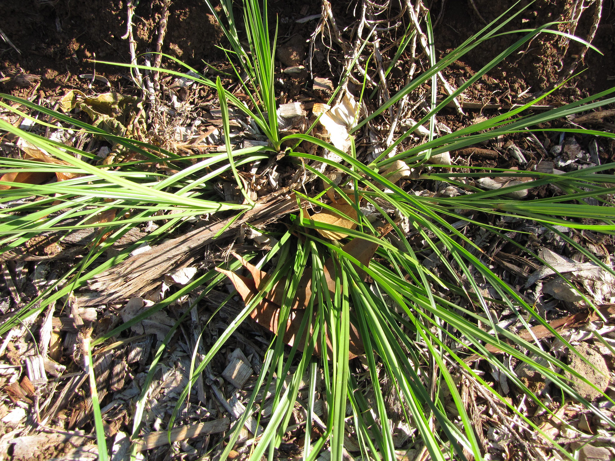 Cyperus aggregatus