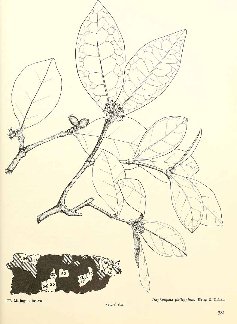 Daphnopsis philippiana
