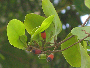 Dendropemon bicolor