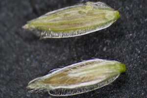 Digitaria bicornis