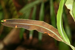 Elaphoglossum latifolium