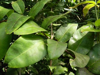 Eugenia haematocarpa