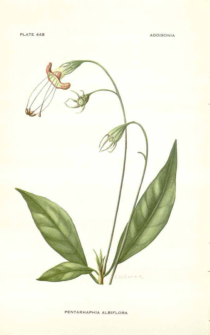 Gesneria pedunculosa