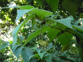 Helicteres jamaicensis