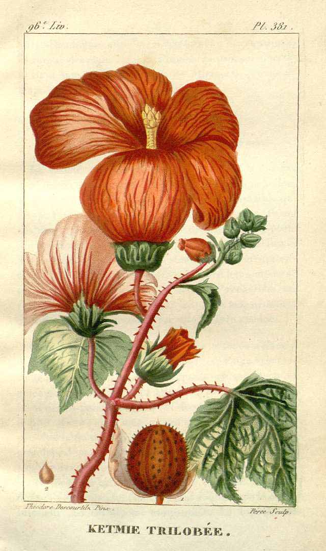 Hibiscus trilobus