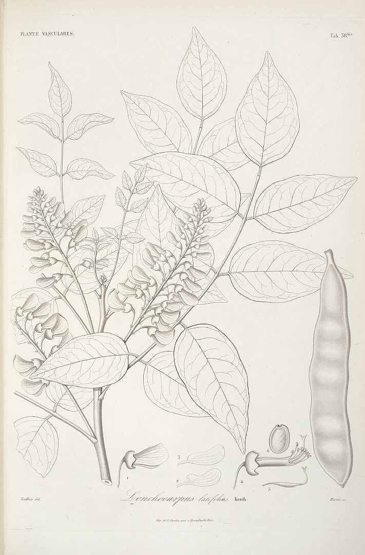 Lonchocarpus heptaphyllus