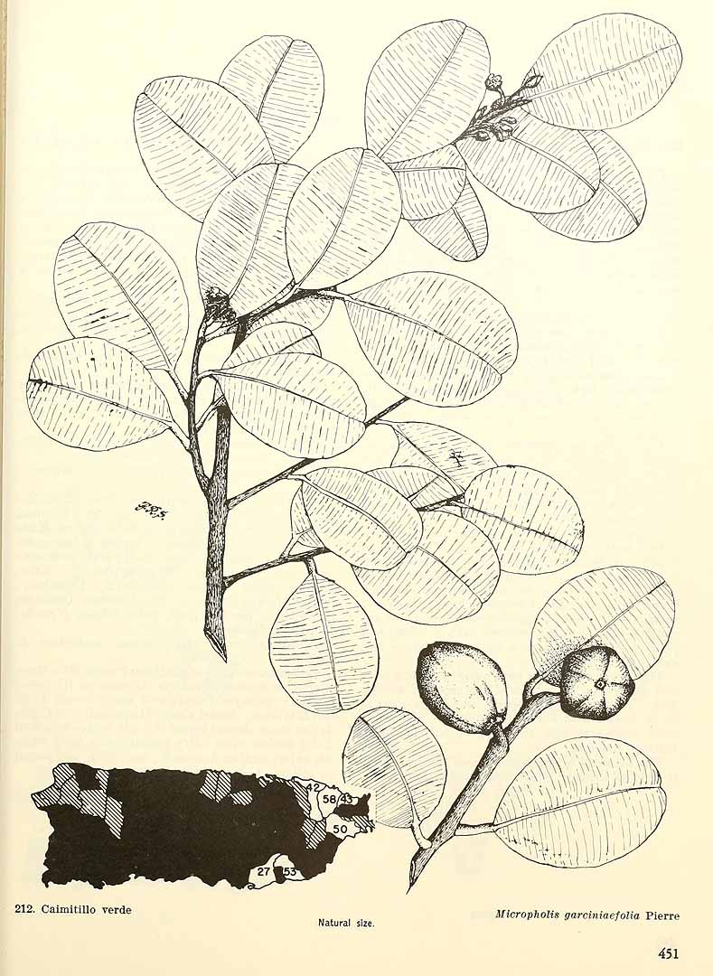 Micropholis garciniifolia