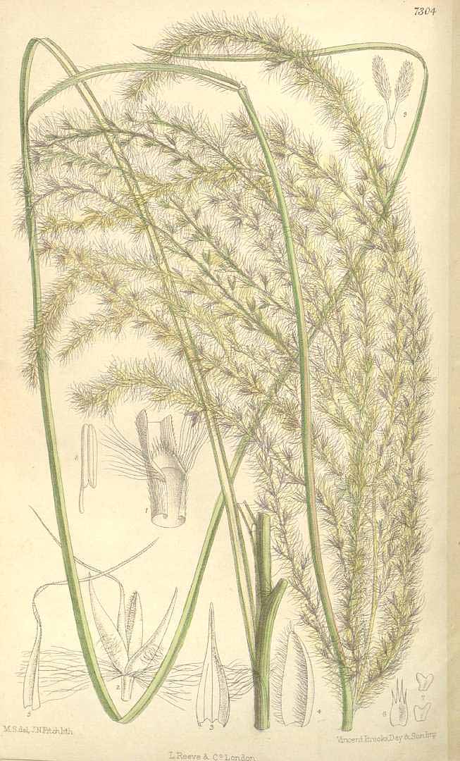 Miscanthus sinensis