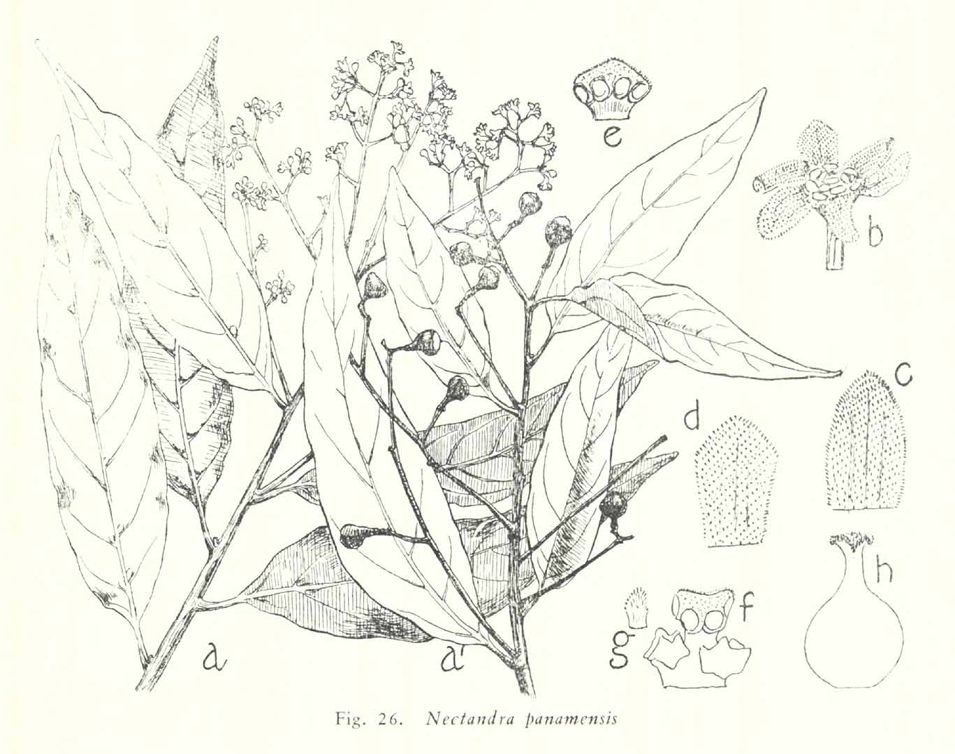 Nectandra turbacensis