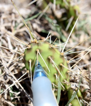 Opuntia triacantha
