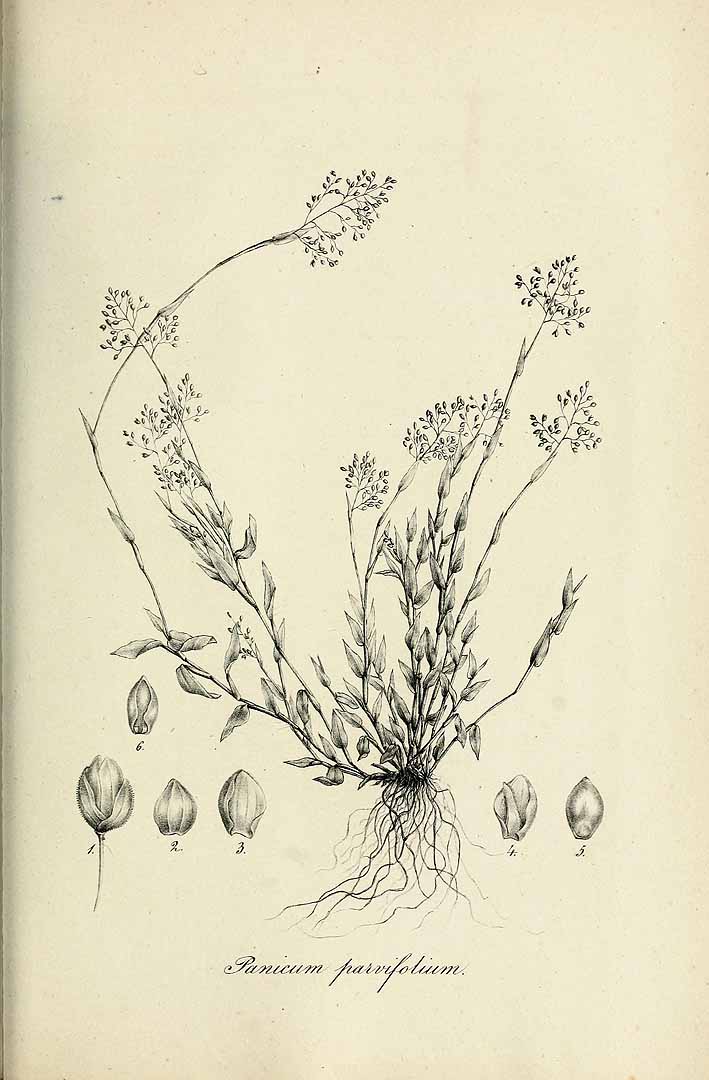 Panicum parvifolium