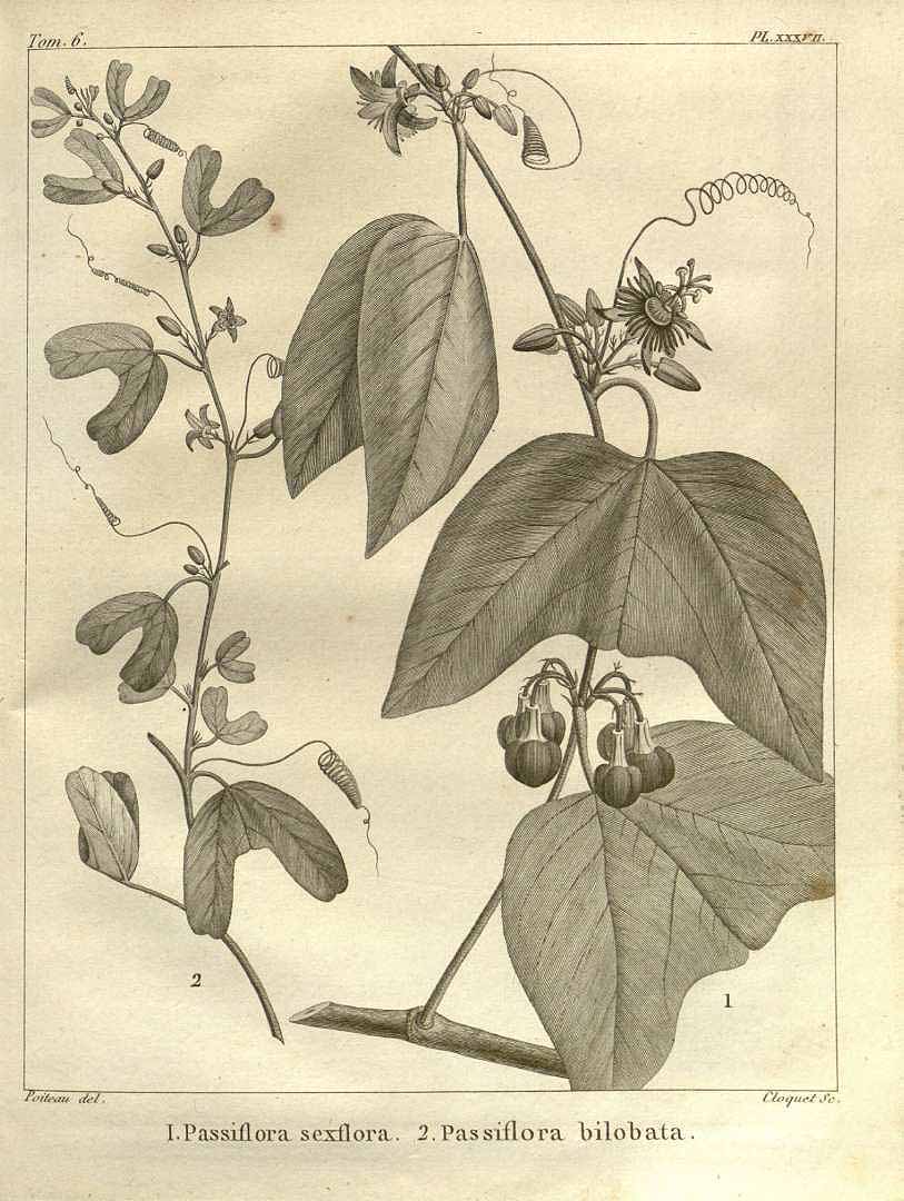 Passiflora bilobata