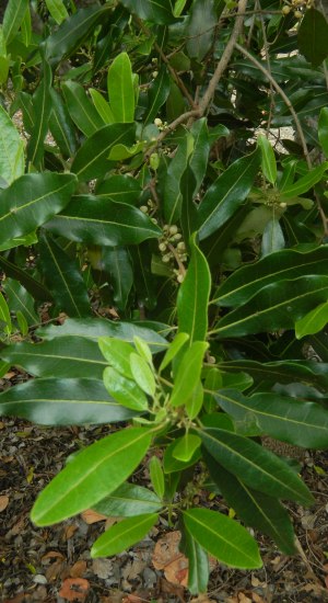 Pera bumeliifolia