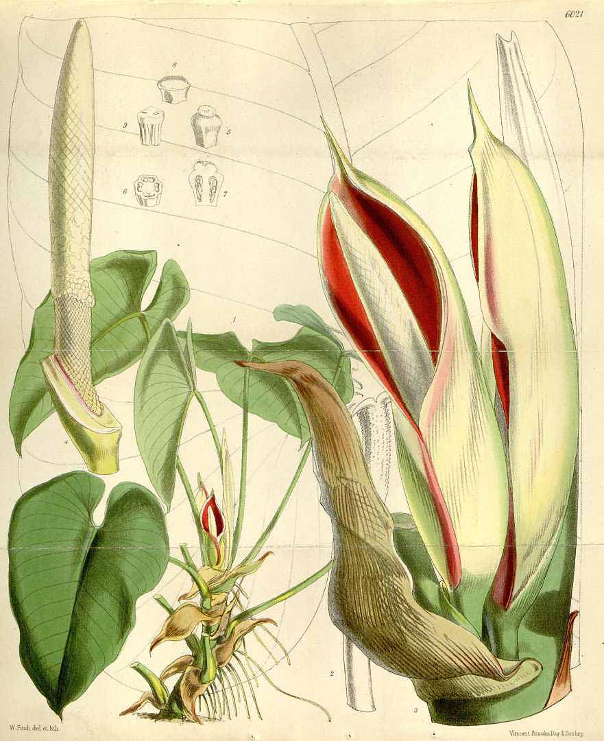 Philodendron ornatum