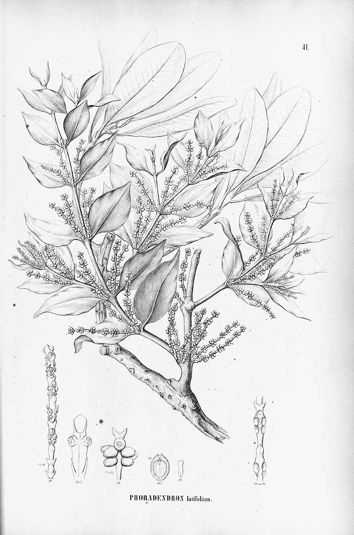 Phoradendron piperoides