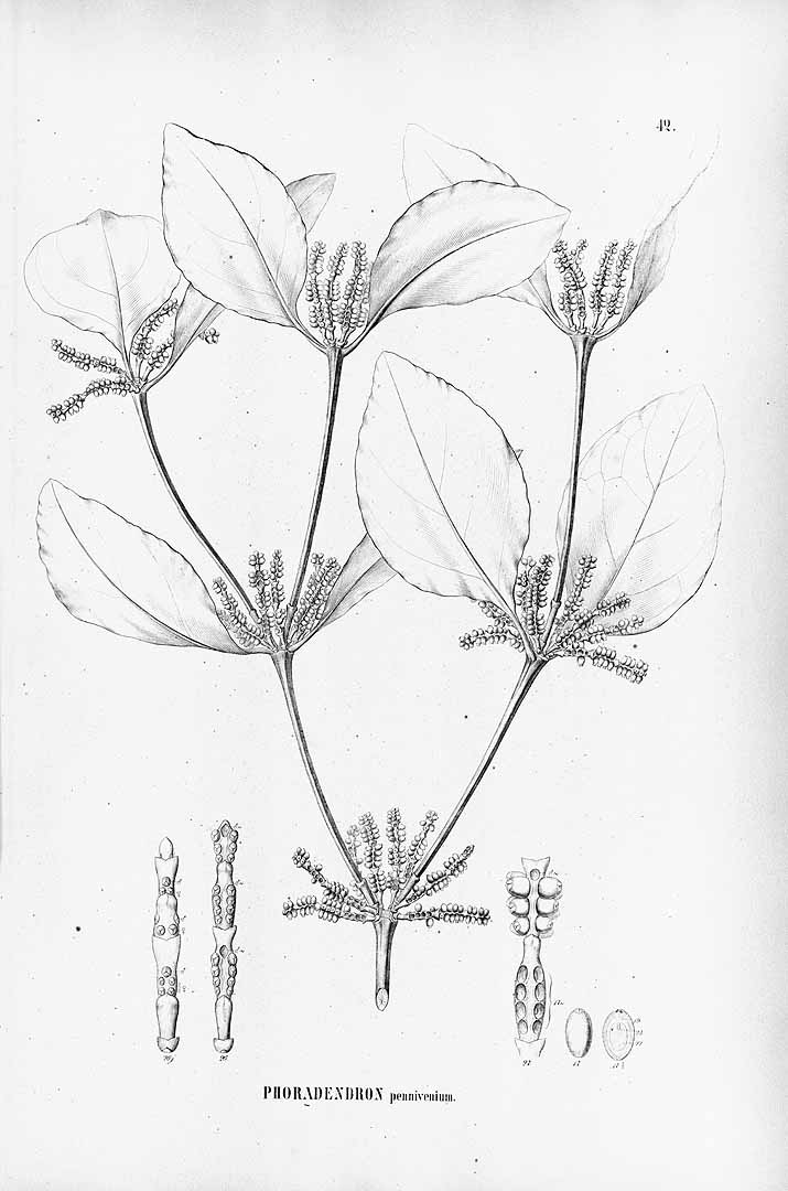Phoradendron racemosum