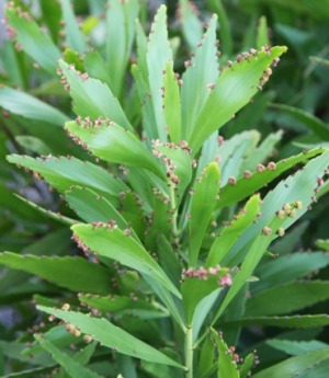 Phyllanthus epiphyllanthus