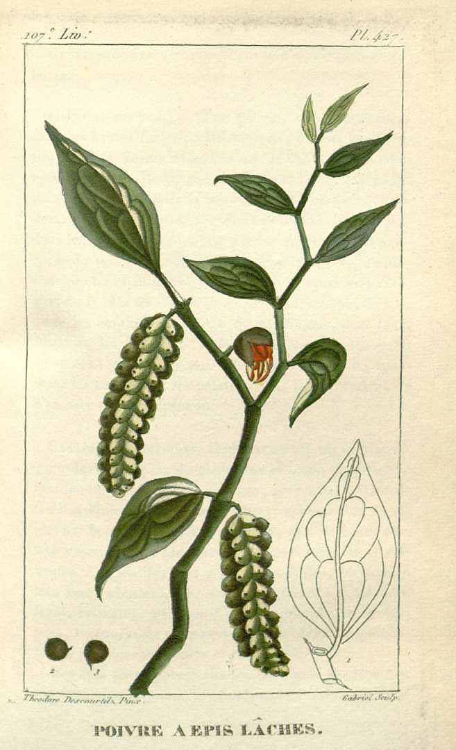 Piper jacquemontianum