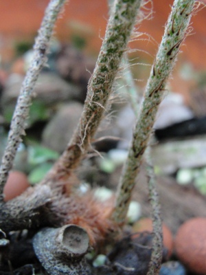 Pleopeltis squamata