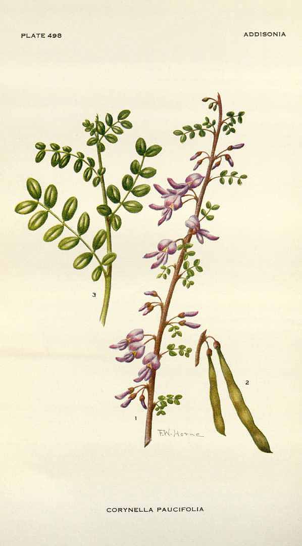 Poitea paucifolia