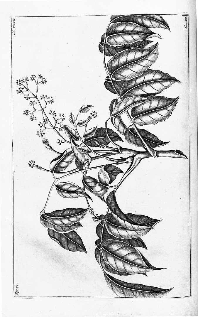Polyscias cumingiana