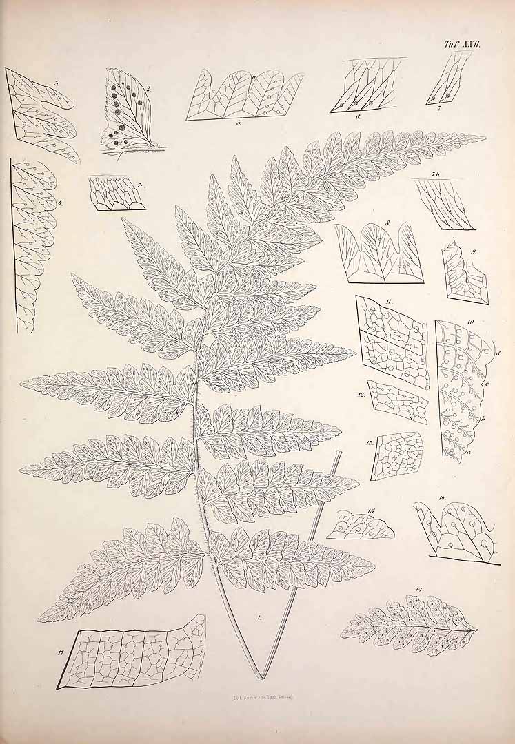 Polystichum platyphyllum