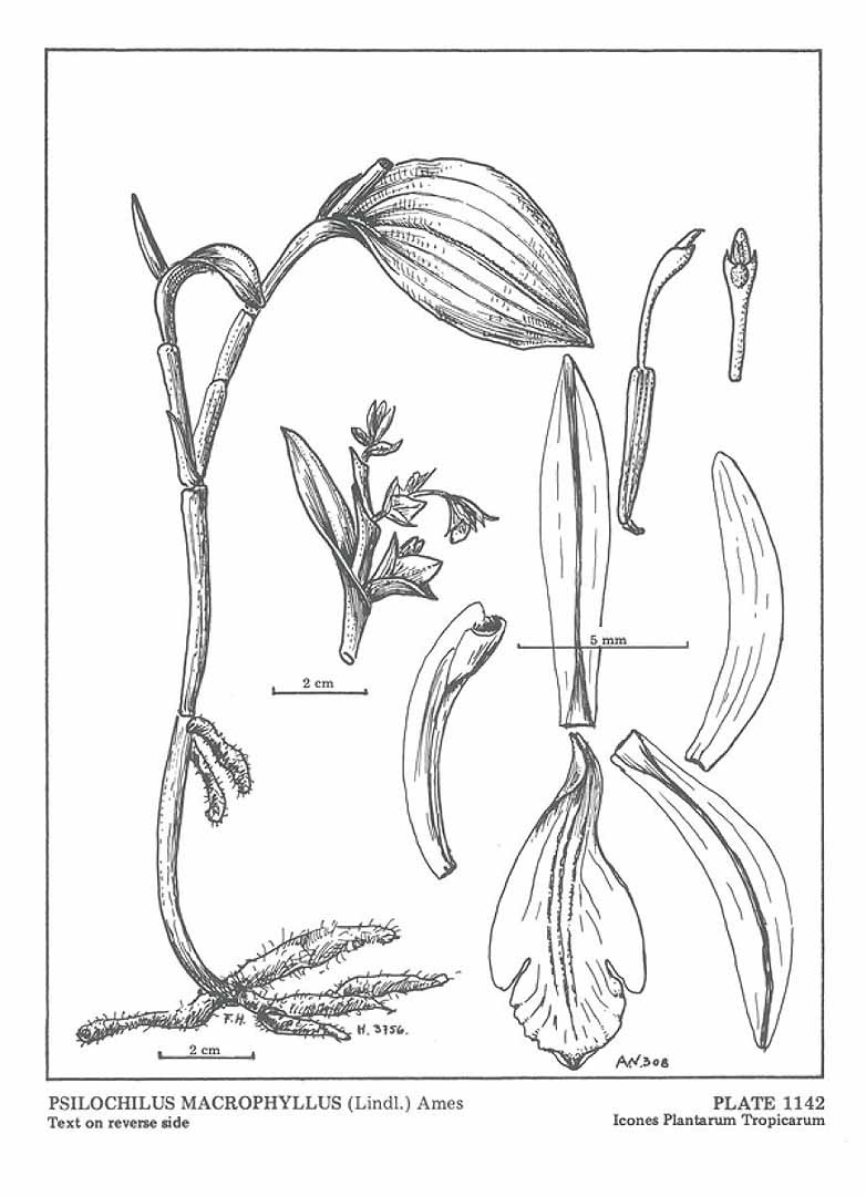 Psilochilus macrophyllus