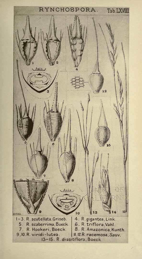 Rhynchospora racemosa