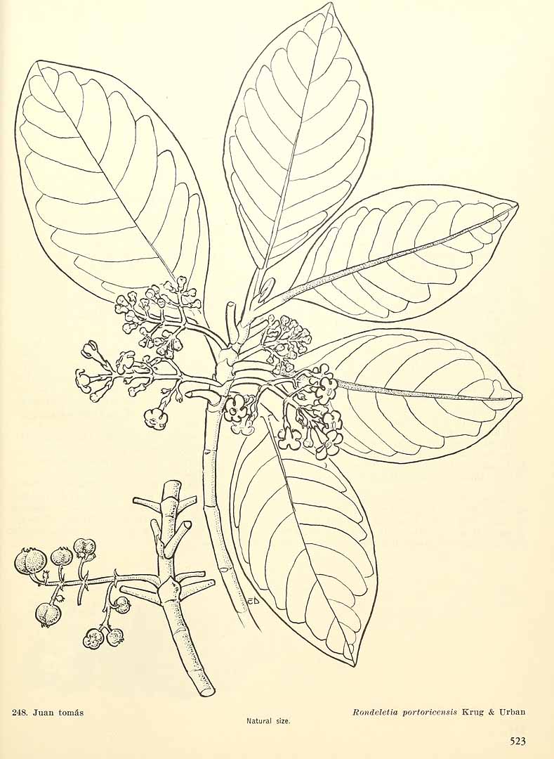 Rondeletia portoricensis