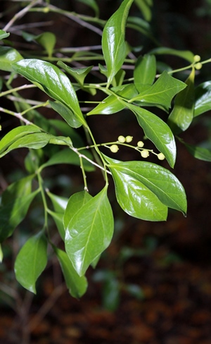Schaefferia frutescens