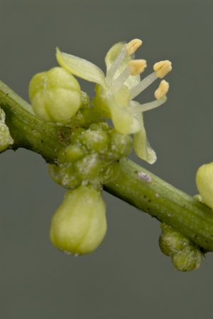 Schaefferia frutescens
