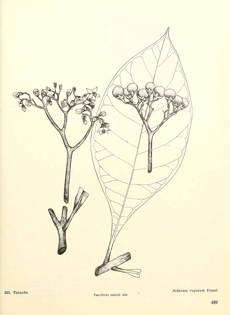 Solanum rugosum