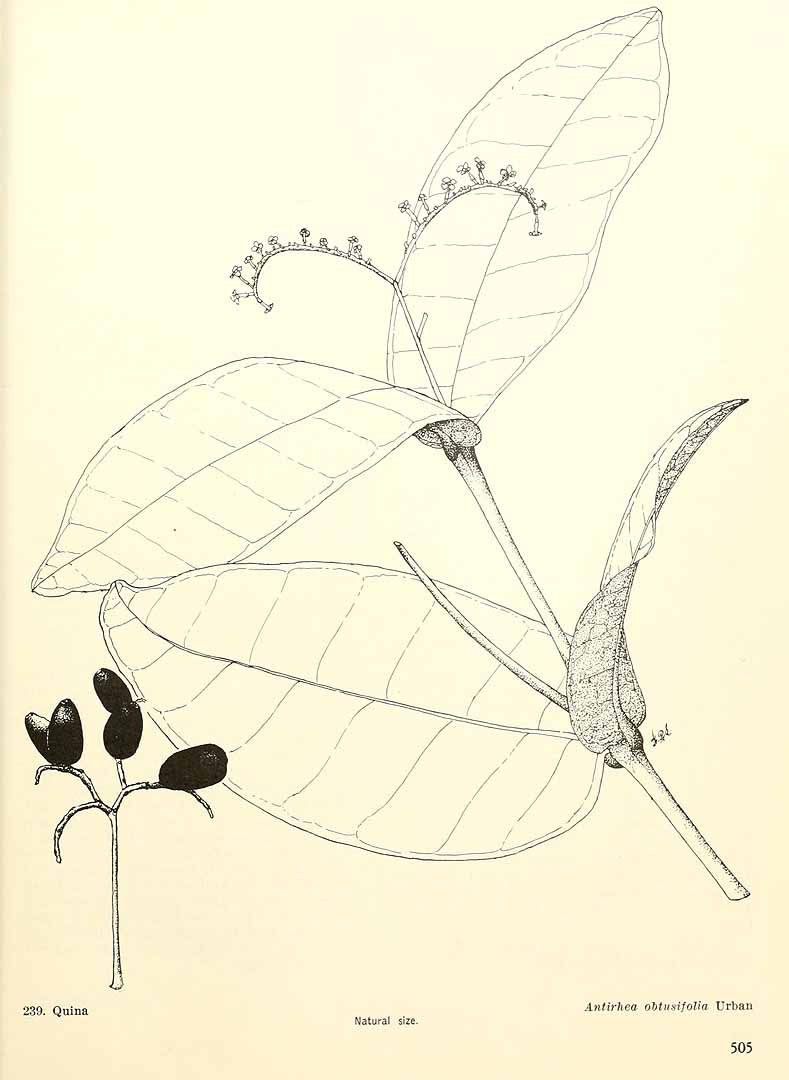 Stenostomum obtusifolium
