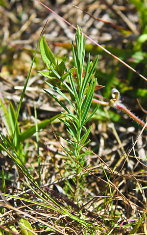 Linum carteri