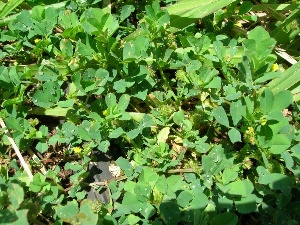 Medicago polymorpha