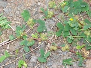 Medicago polymorpha