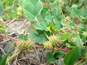 Medicago polymorpha